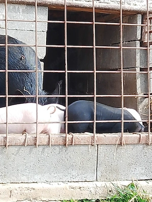 Mangalia 6 săptămâni  - imagine 3