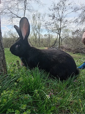 diaponibil mai multe rase de iepuri  - imagine 3