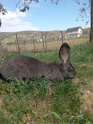 iepuri uriasi si Rex pitic