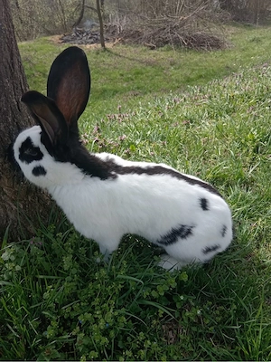 diaponibil mai multe rase de iepuri  - imagine 2