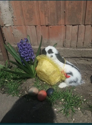 diaponibil mai multe rase de iepuri 