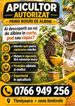 Apicultor prind capturez colectez roiuri de albine 