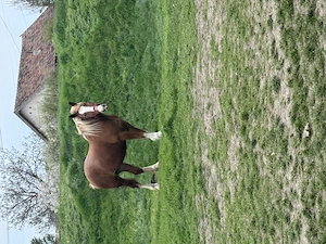 Vând mânză tânără 