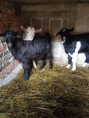 De vânzare un ied și 2 ieduțe  - imagine 3