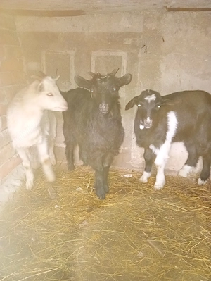 De vânzare un ied și 2 ieduțe  - imagine 2