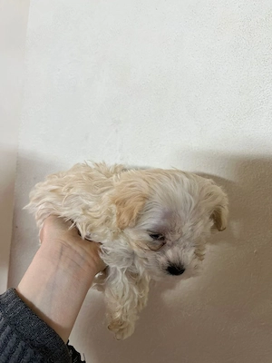 vând căței bichon  - imagine 2