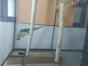 Marele Alexander  - imagine 2