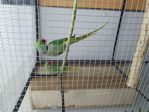 Marele Alexander  - imagine 4