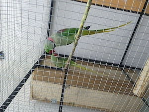 Marele Alexander  - imagine 3