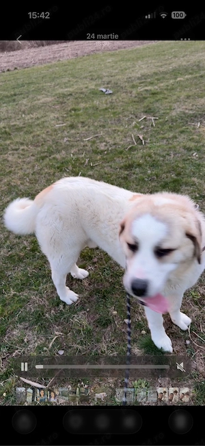 De vânzare   Ciobănesc de Asia Centrală, 8 luni - imagine 4