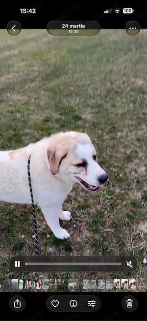 De vânzare   Ciobănesc de Asia Centrală, 8 luni - imagine 5