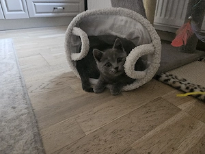 Vând pisoiaș British Shorthair