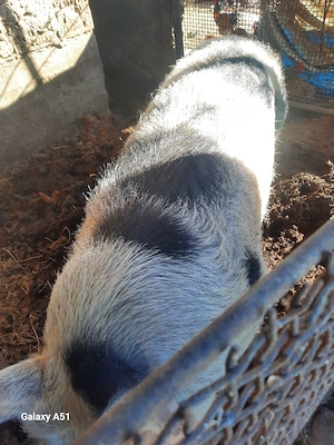 Vand vier  - imagine 2