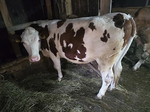 Juninca Bălțată Românească 