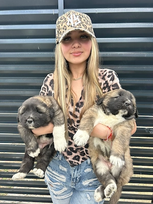  catei ciobanesti caucazian premium  