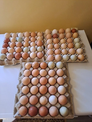 Vând oua pentru incubat  - imagine 5