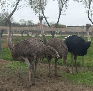 Vând familie struți  - imagine 5
