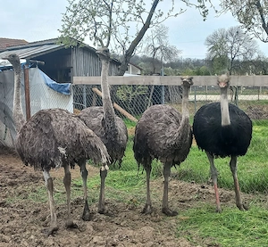 Vând familie struți 