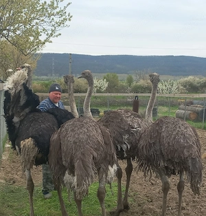 Vând familie struți  - imagine 4
