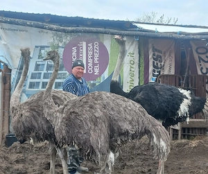Vând familie struți  - imagine 3