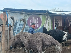 Vând familie struți  - imagine 2