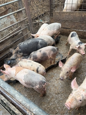 Purcei de vanzare  - imagine 2