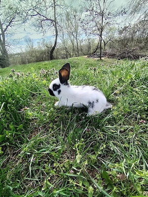 iepuri uriasi si Rex pitic - imagine 5