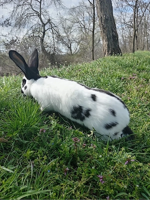 iepuri uriasi si Rex pitic - imagine 4