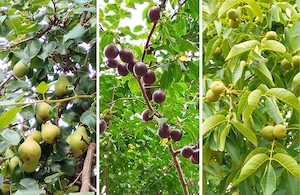  Casă de vânzare   106 mp utili, teren 2700 mp   capăt Copou, Iași - imagine 6