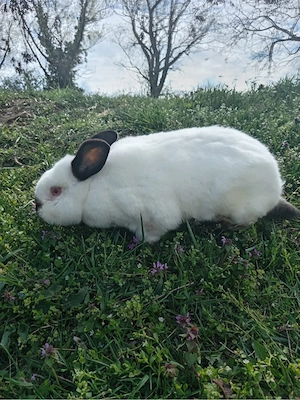 iepuri uriasi si Rex pitic - imagine 3