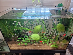 vand led acvariu aquael leddy tube 10w day&night - imagine 3