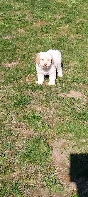 Mascul Lagotto Romagnolo - imagine 2