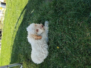 Lagotto Romagnilo de vânzare - imagine 3