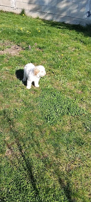 Mascul Lagotto Romagnolo