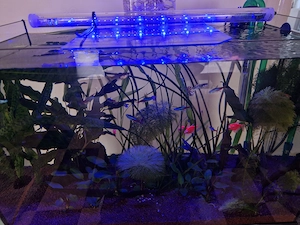 vand led acvariu aquael leddy tube 10w day&night - imagine 4