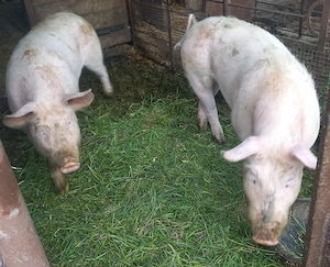 Vând ce se vede - imagine 3