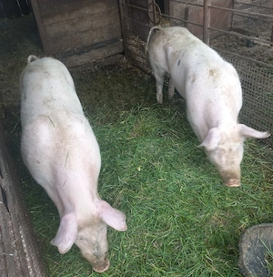 Vând ce se vede - imagine 5