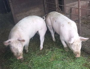 Vând ce se vede - imagine 2