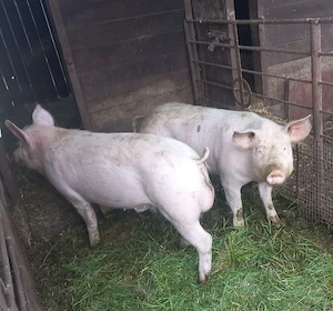 Vând ce se vede - imagine 4