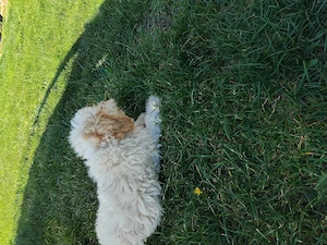 Mascul Lagotto Romagnolo - imagine 3