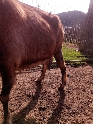 Vând 2 capre 500 RON buc - imagine 2