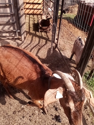 Vând 2 capre 500 RON buc - imagine 4