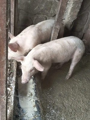 vand purcei de 7 săptămâni  - imagine 4