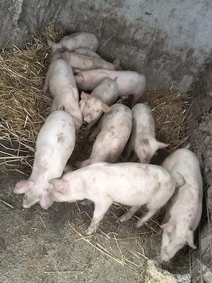 vand purcei au 7 săptămâni 