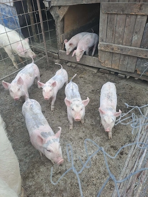 Purcei de 8 saptamani de vanzare. 
