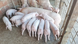 purcei landras pur  - imagine 2