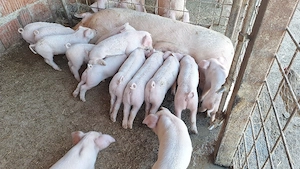 purcei landras pur  - imagine 3