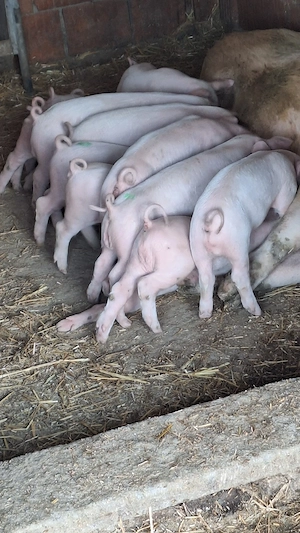 purcei landras pur  - imagine 4