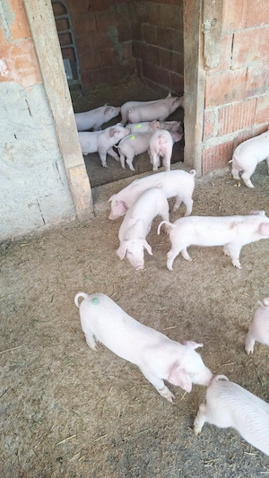 purcei landras pur  - imagine 5