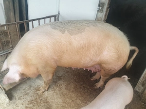 vindem porc - imagine 2